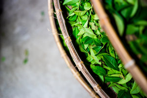 tea leaves on a bamboo tray during the oolong oxidation process